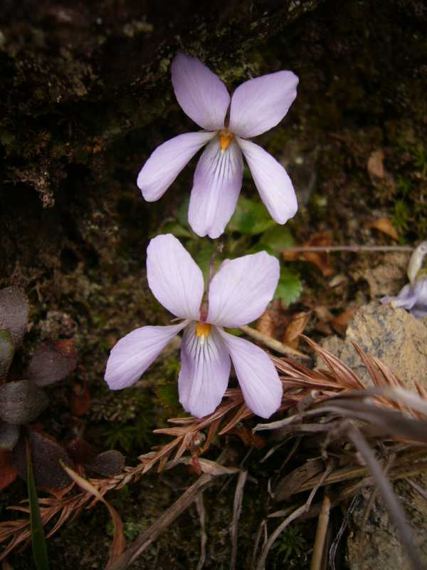 P1050910
