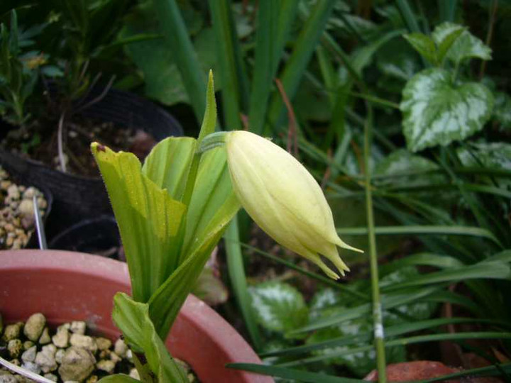 P1060009