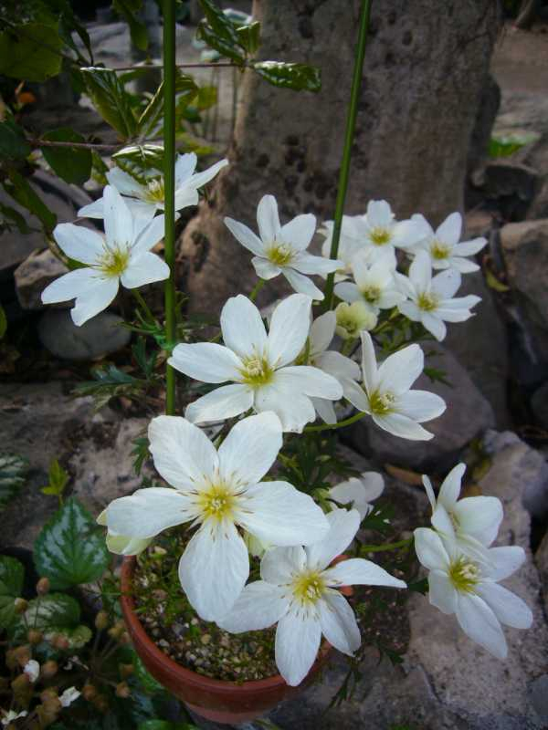 P1060589