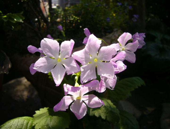 P1060747