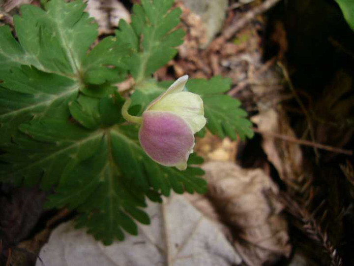 P1060463