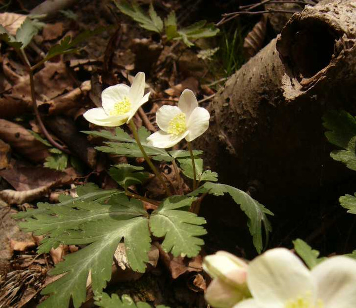 P1060547