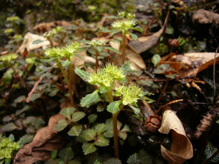 P1060333
