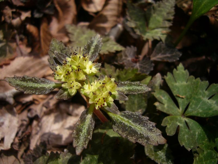 P1060459