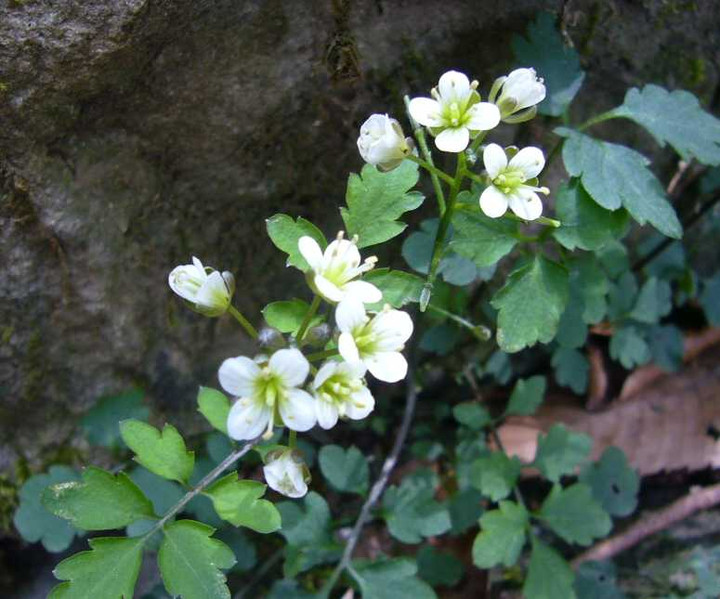 P1060454