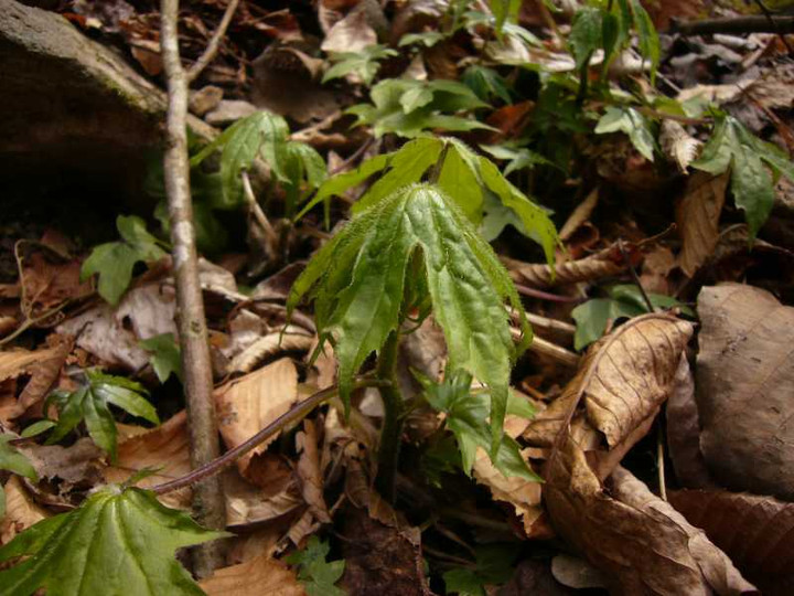 P1060545