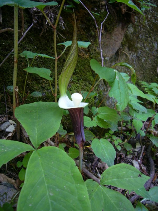 P1080711