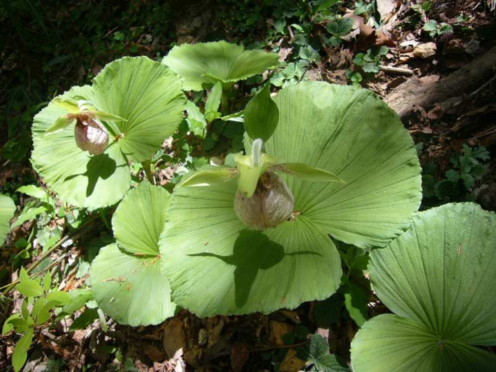 P1090446