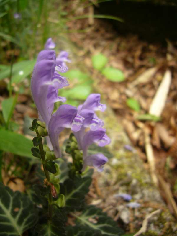 P1090679