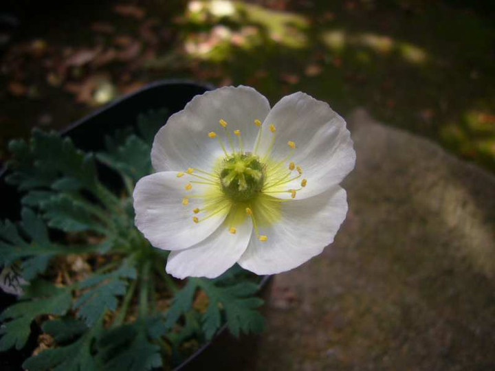 P1100274