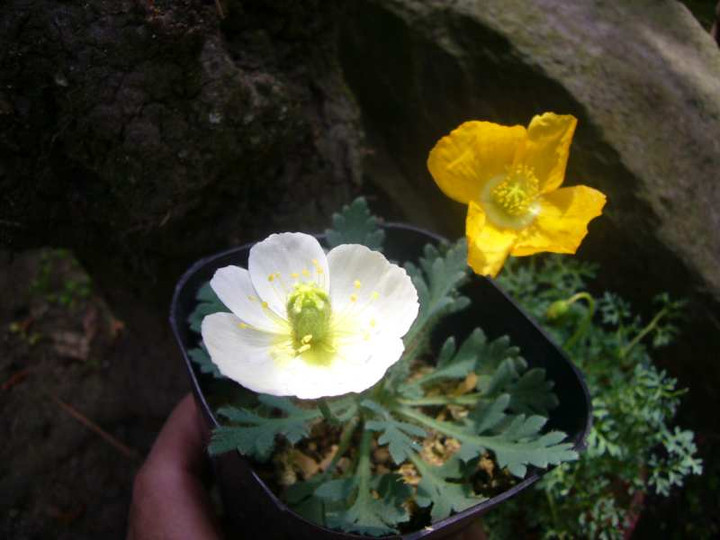 P1100278