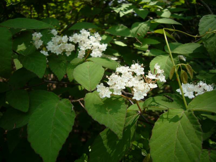 P1080516