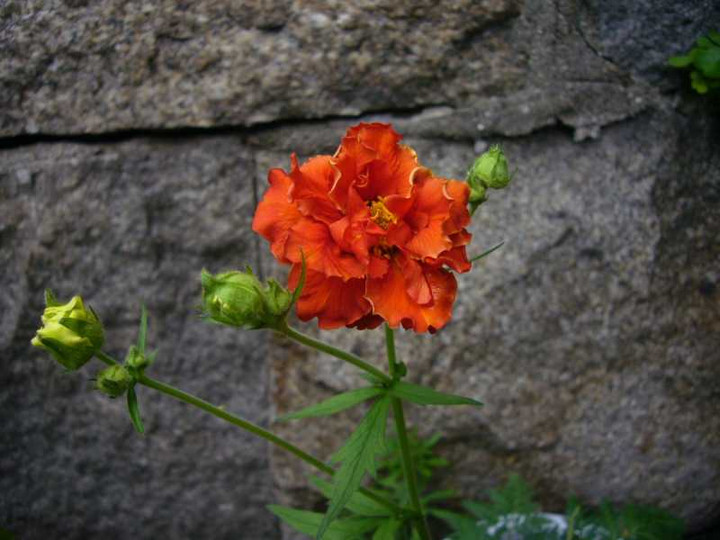 P1070267