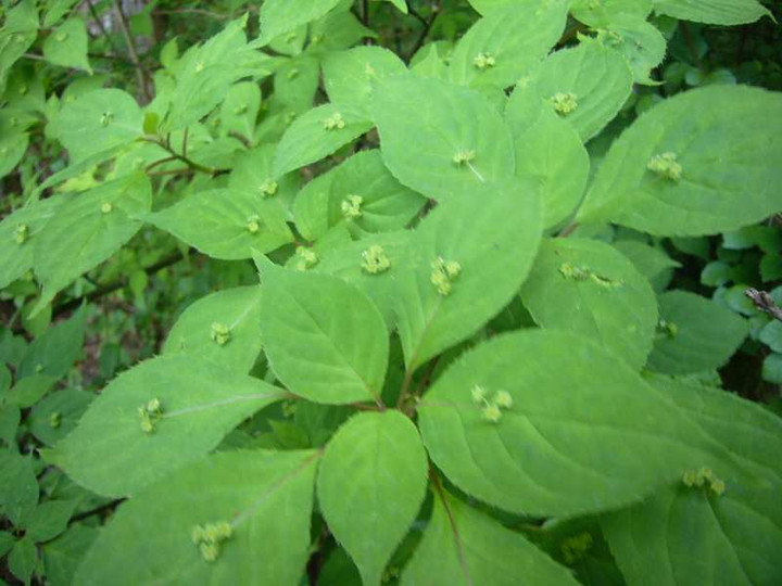 P1100154