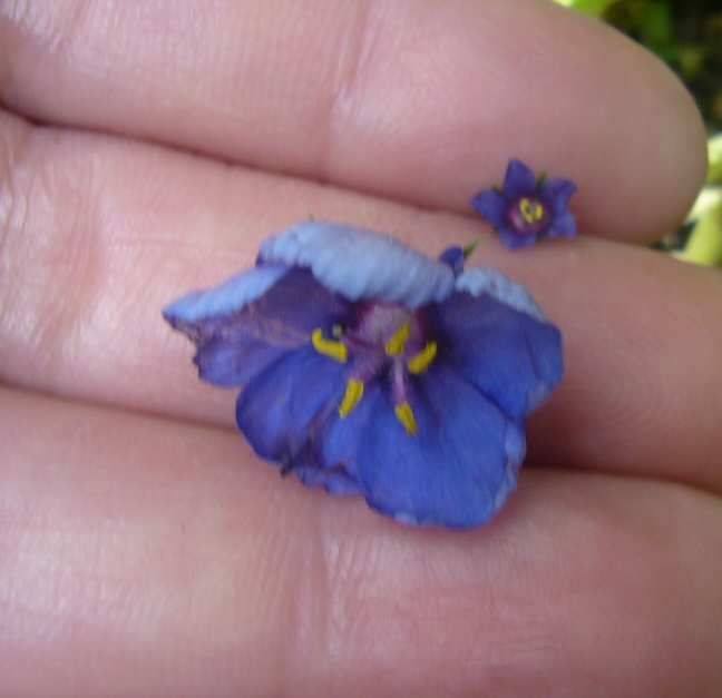 P110067