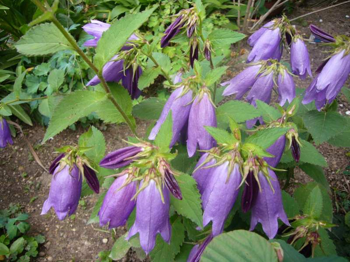 P110071