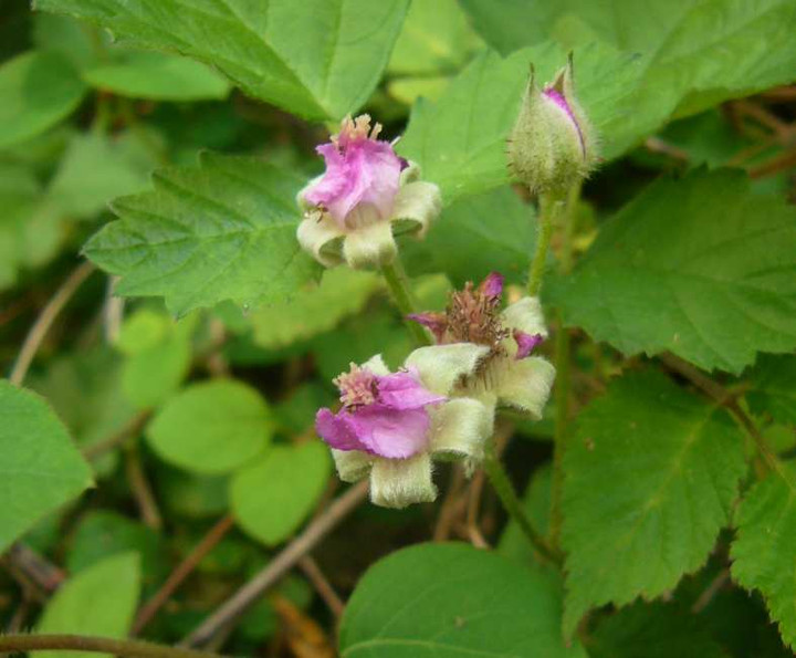 P1100388