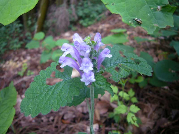 P1100859