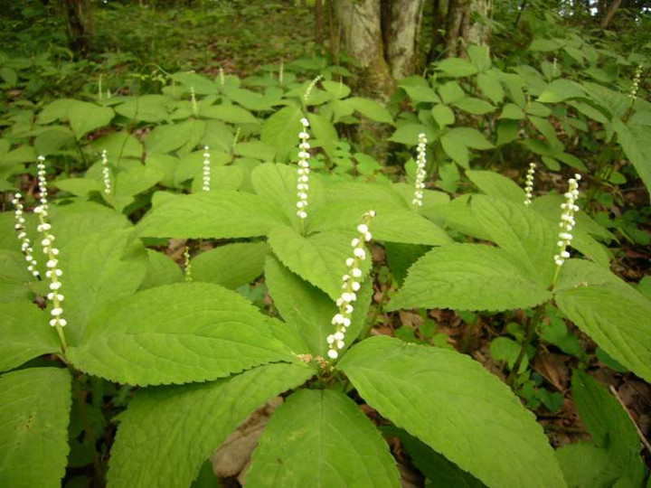 P1100966