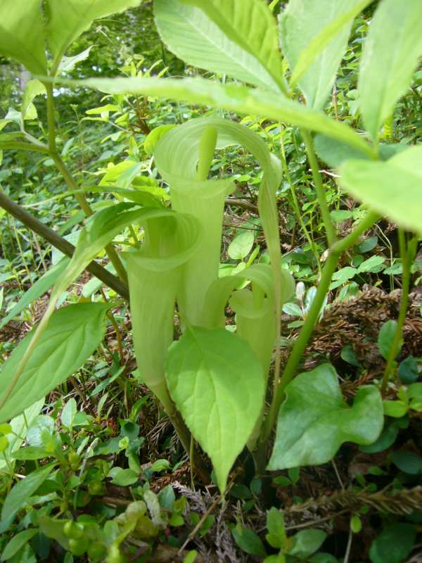 P1100886
