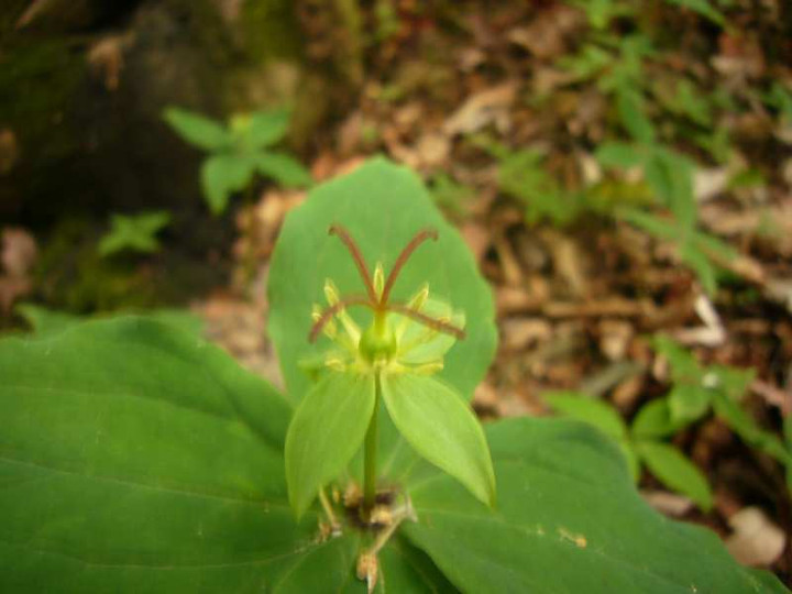 P1100932