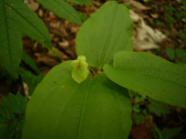 P1100944