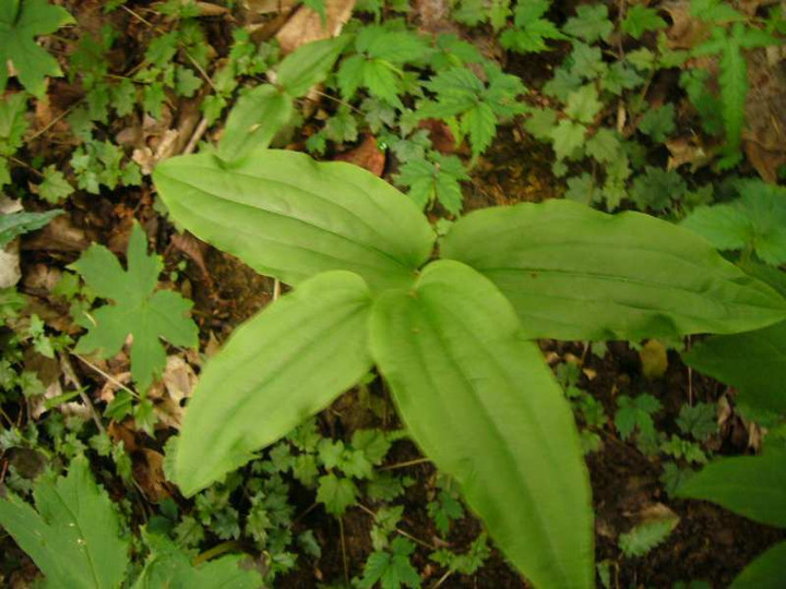 P1100950