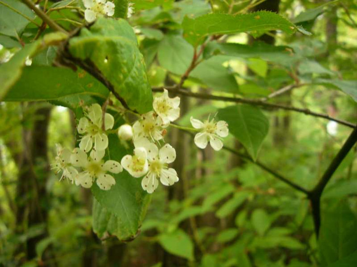 P1100912