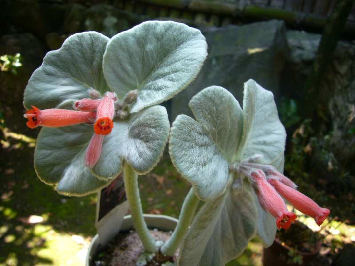 P1110069