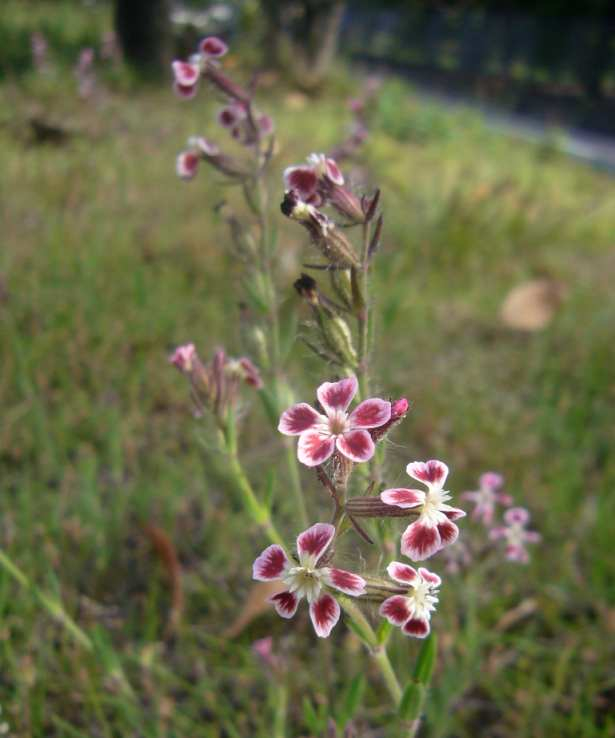 P1100526