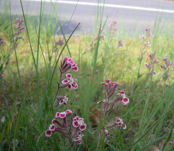 P1100533