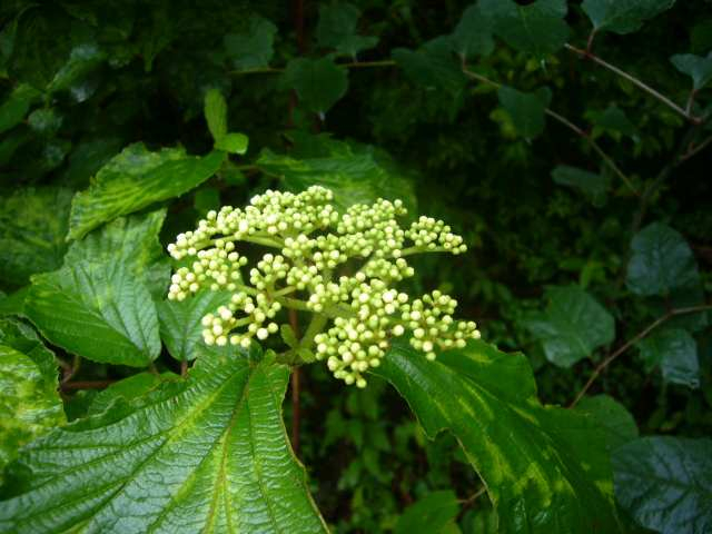 P1110122
