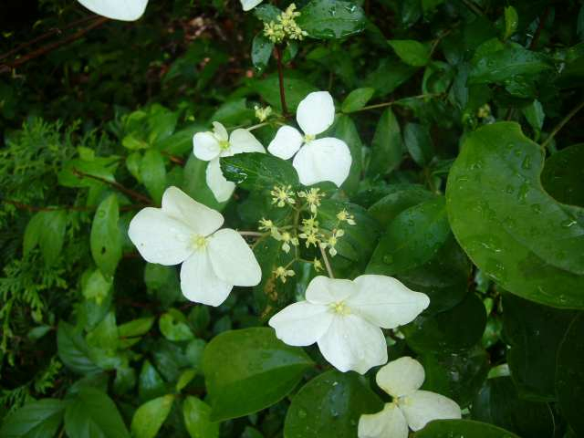 P1110126