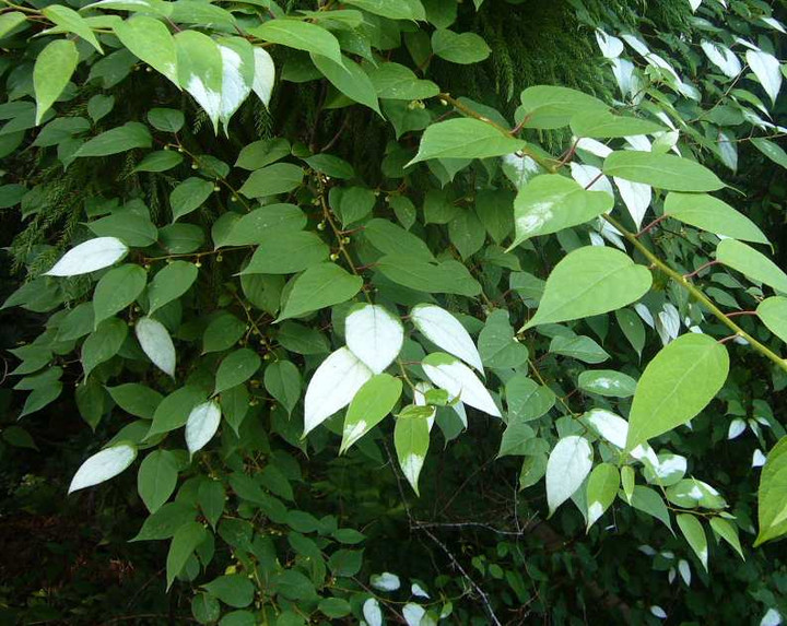 P1110273