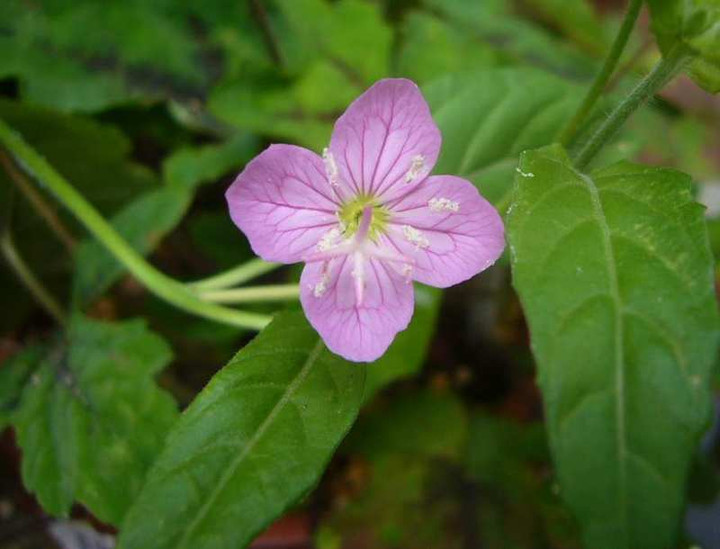 P1110394