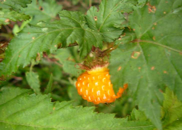 P1110525