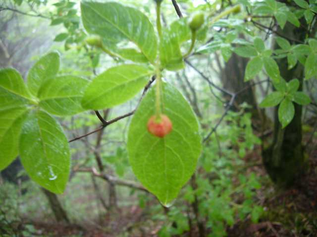 P1110681