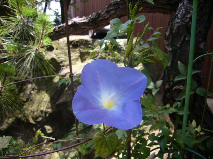 P1110882hebunnriburu_bi