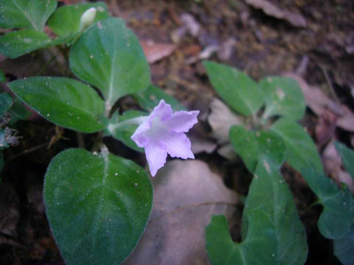 P1110809