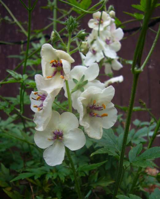 P1110933