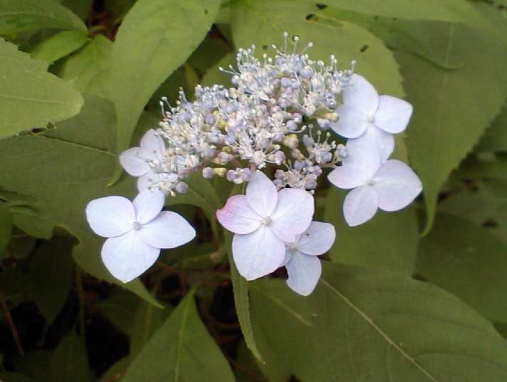 Ca340007_2