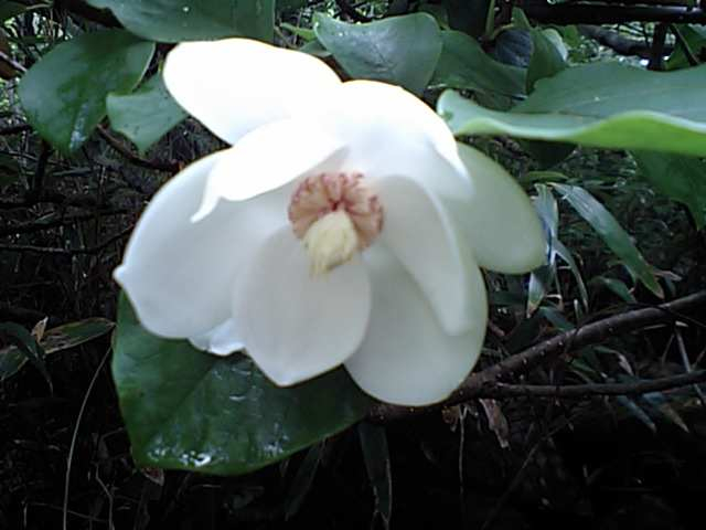 Ca340036