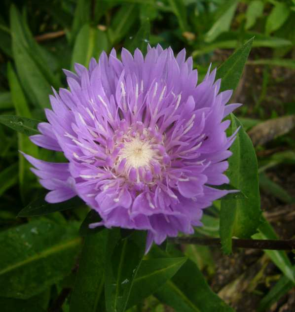P1110441