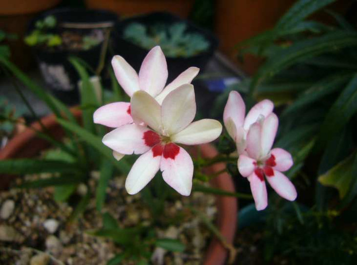 P1090177