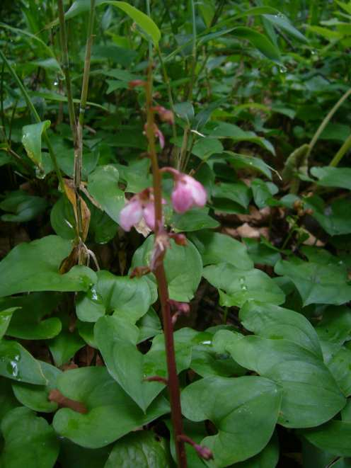 P1130144