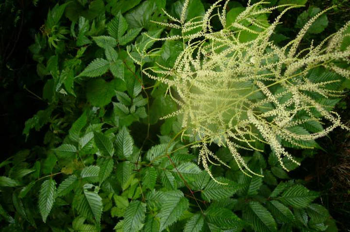 P1130154
