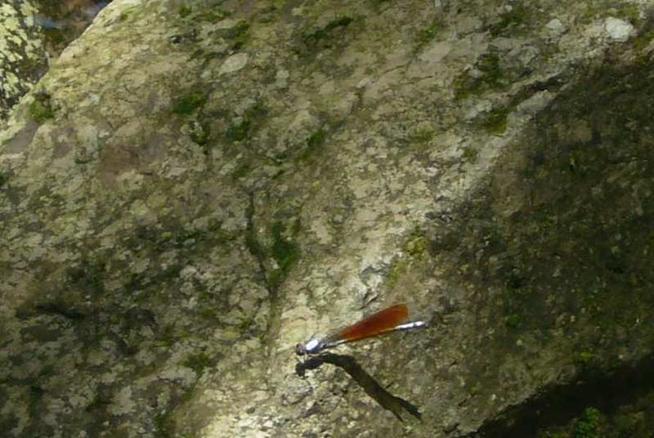 P1130191