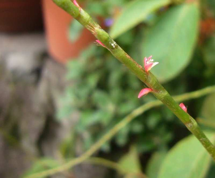 P1130549