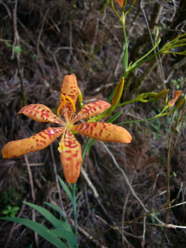 P1130646