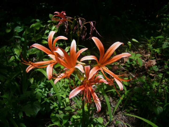 P1130958